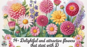 14+ Delightful And Attractive Flowers That Start With D