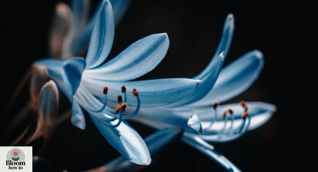Agapanthus
