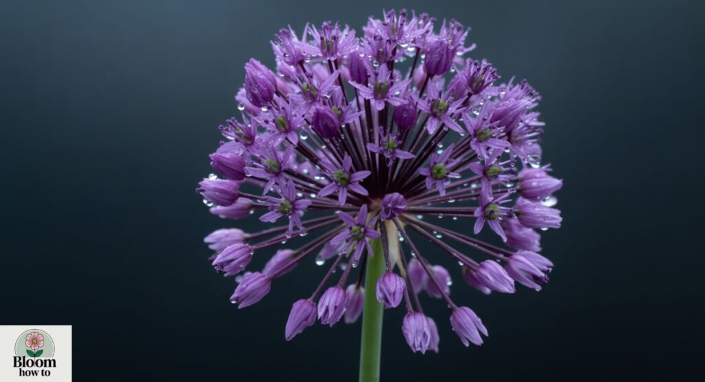 Allium