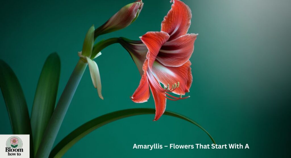 Amaryllis – Flowers That Start With A