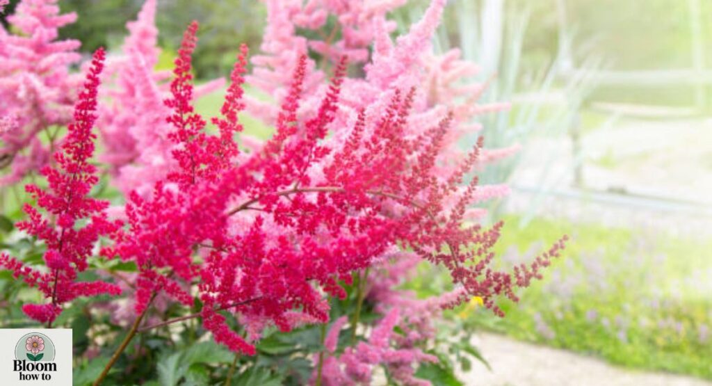 Astilbe