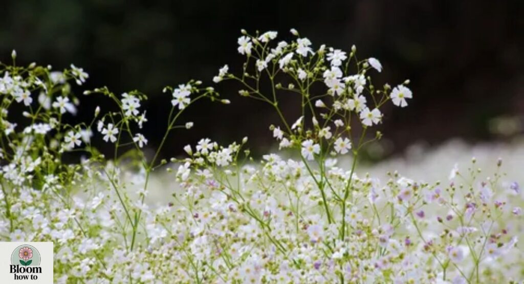 Baby’s Breath (Gypsophila) 