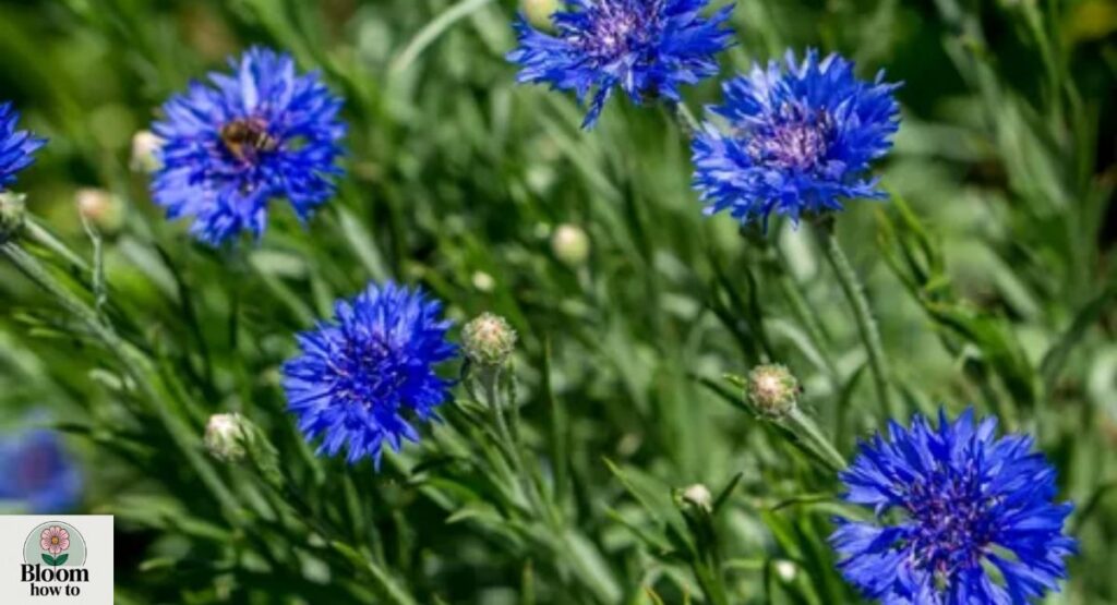 Bachelor’s Button (Centaurea cyanus) 
