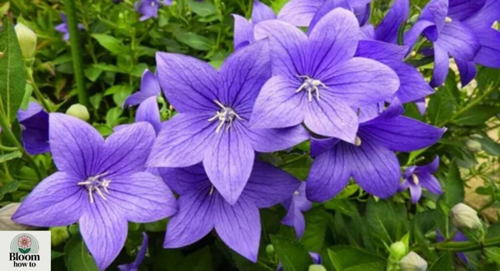 Balloon Flower (Platycodon grandiflorus) 