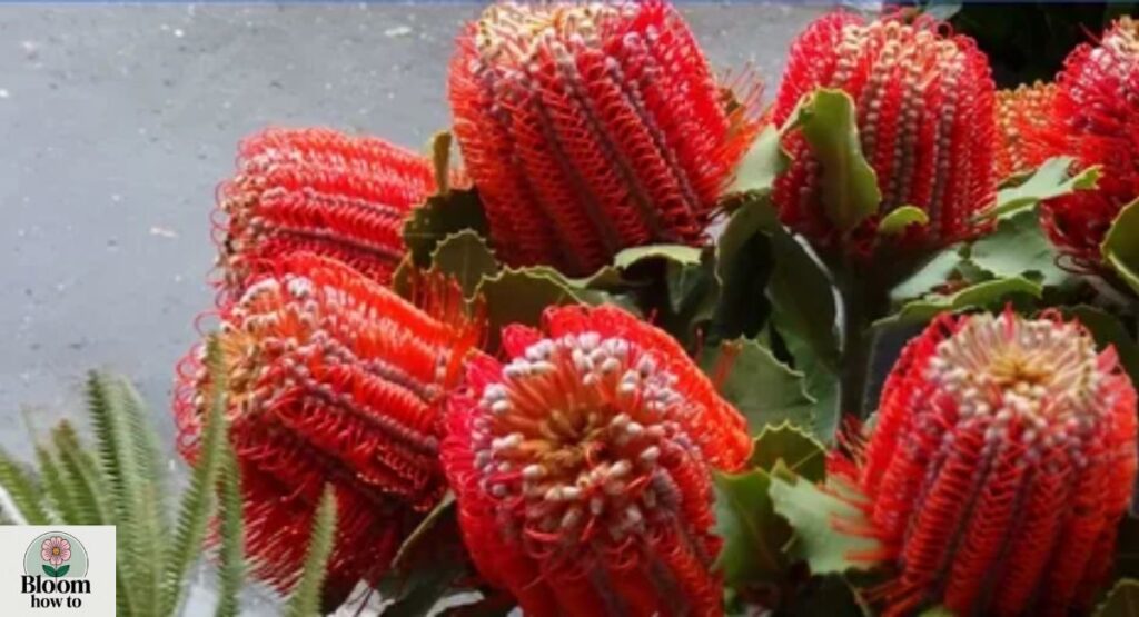 Banksia