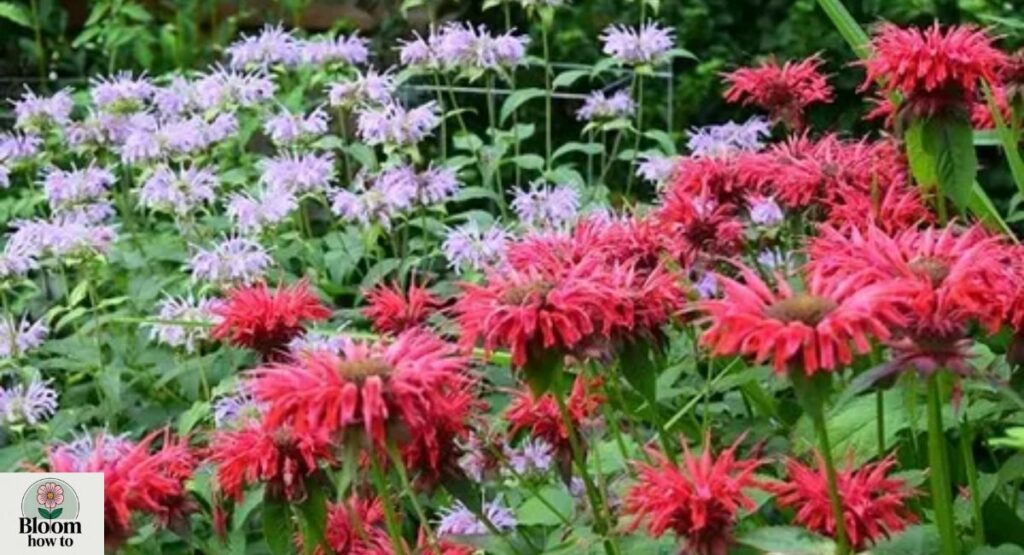 Bee Balm (Monarda) 