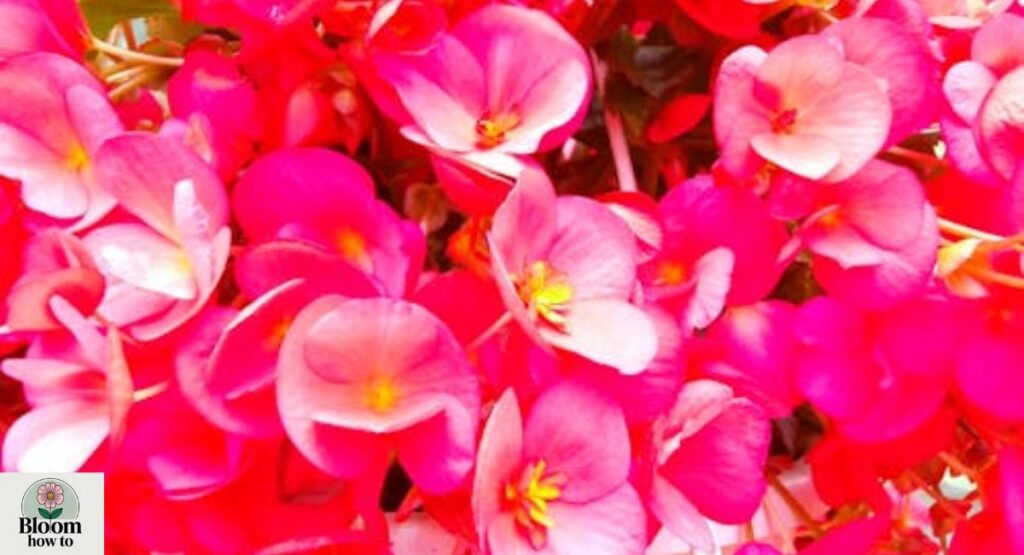 Begonia (Begoniaceae)