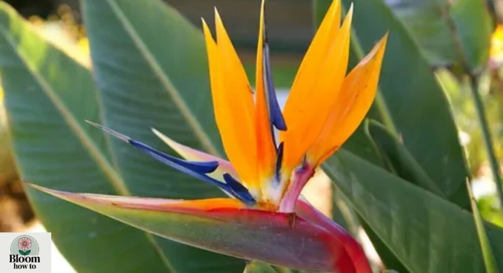 Bird of Paradise (Strelitzia)