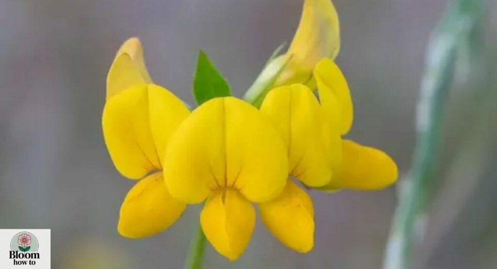 Bird’s Foot Trefoil (Lotus corniculatus) 