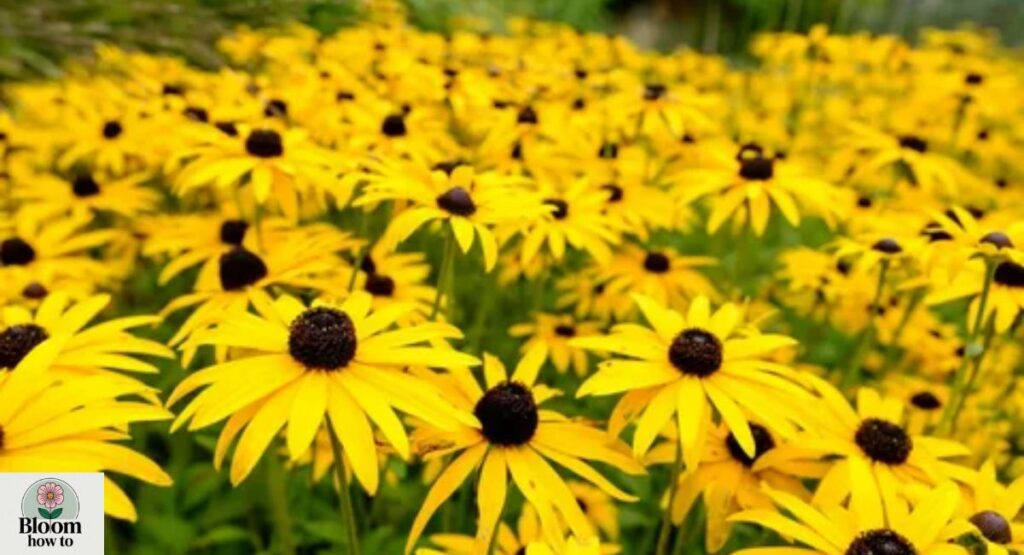 Black-Eyed Susan (Rudbeckia hirta) 