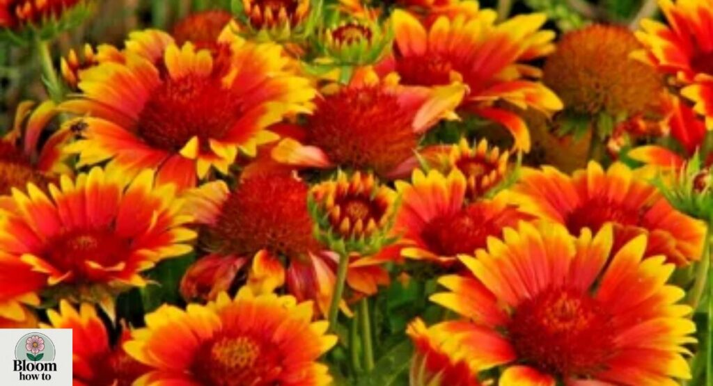 Blanket Flower (Gaillardia)