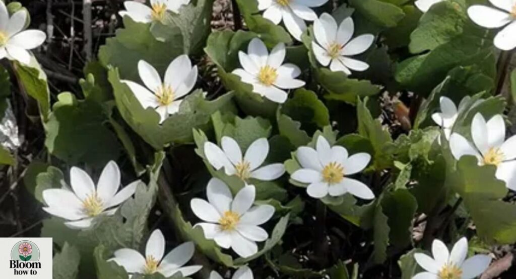 Bloodroot (Sanguinaria canadensis) 