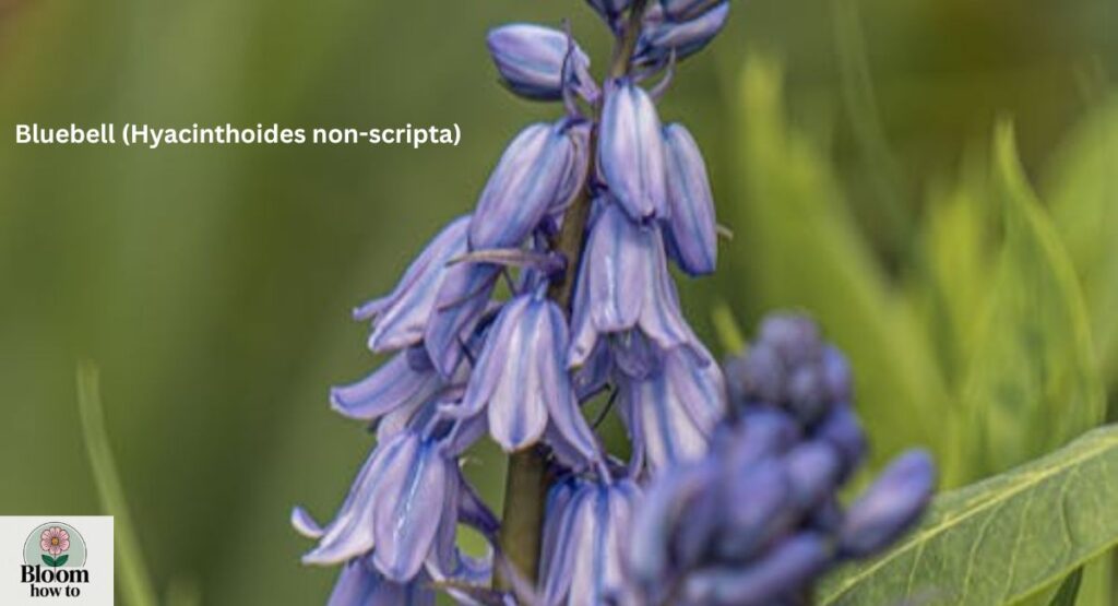 Bluebell (Hyacinthoides non-scripta) 