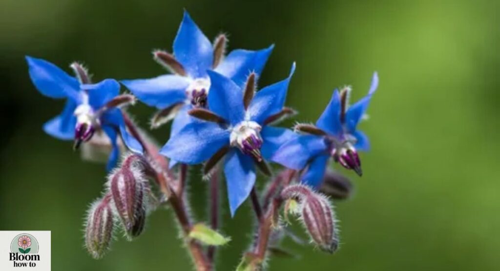 Borage (Borago officinalis) 