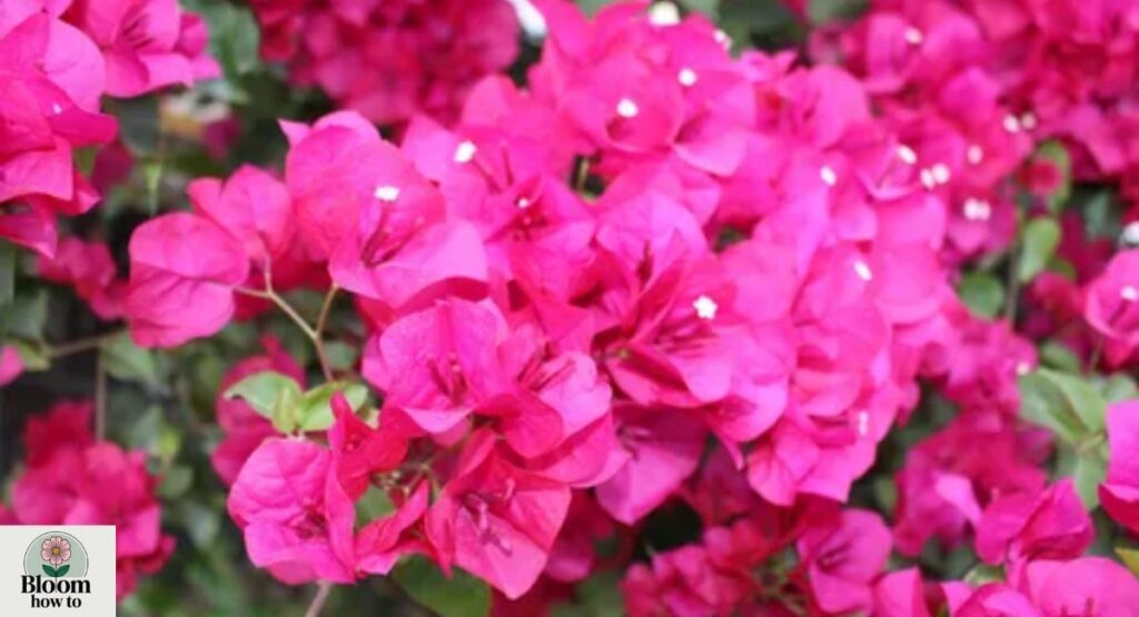 Bougainvillea 