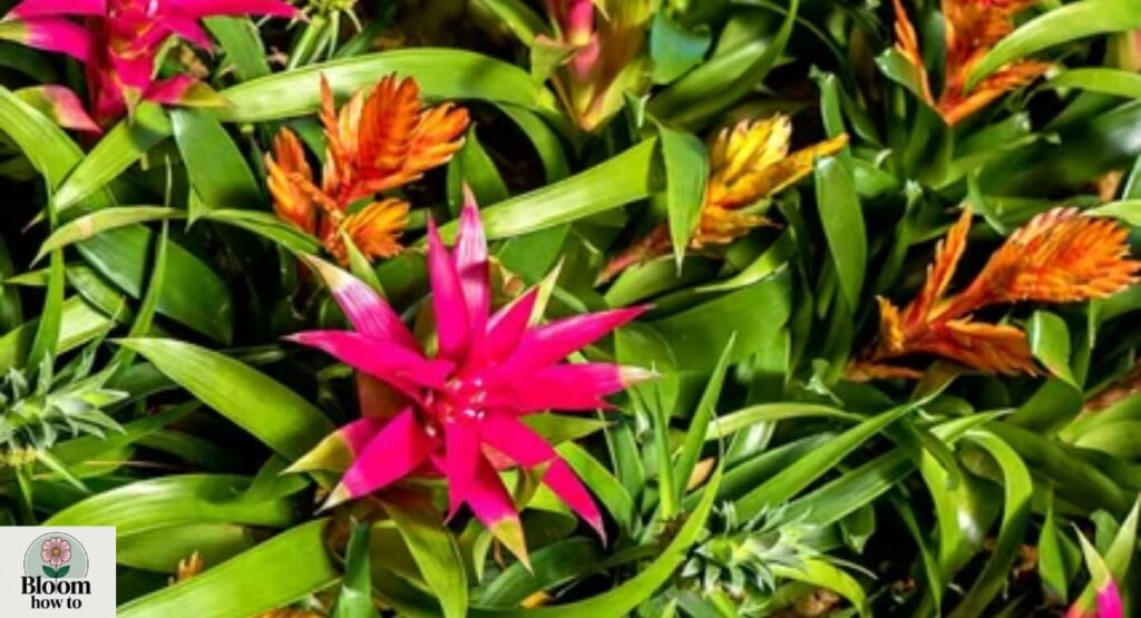 Bromeliad
