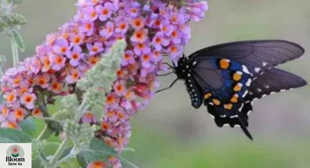 Buddleia (Butterfly Bush)