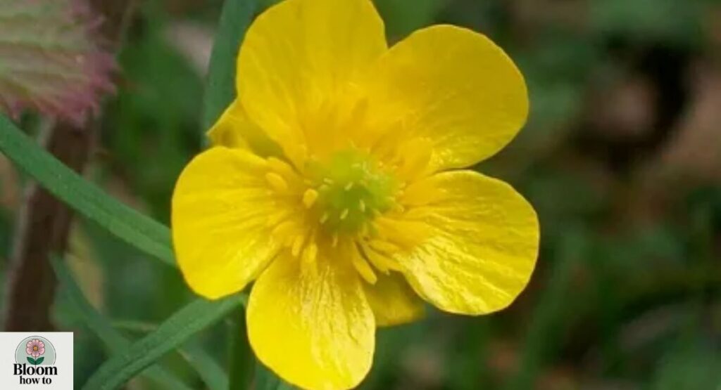 Buttercup (Ranunculus) 