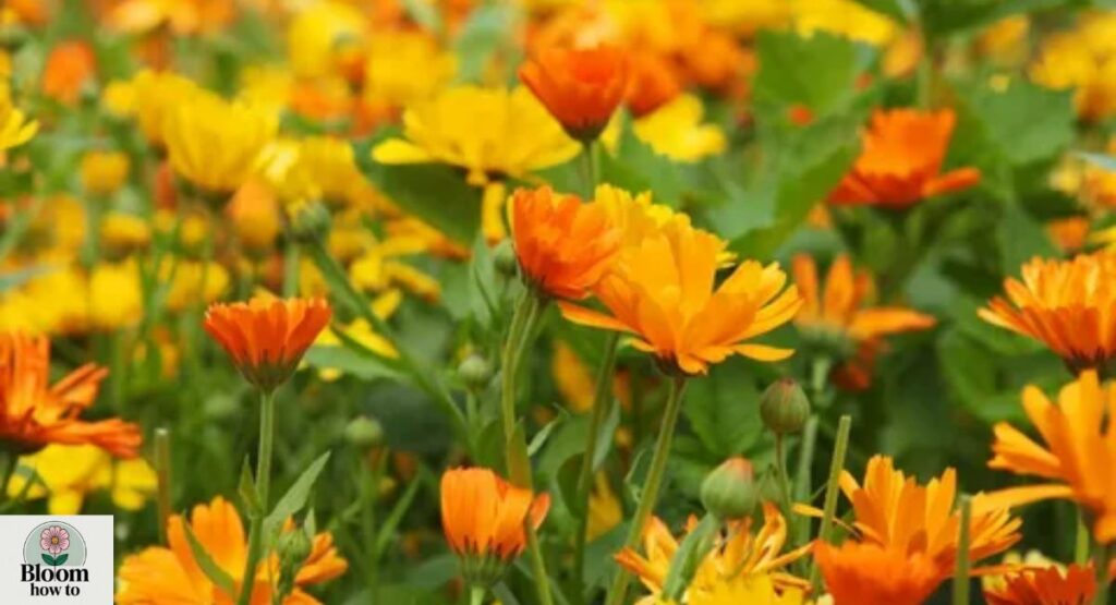 Calendula (Calendula officinalis) 