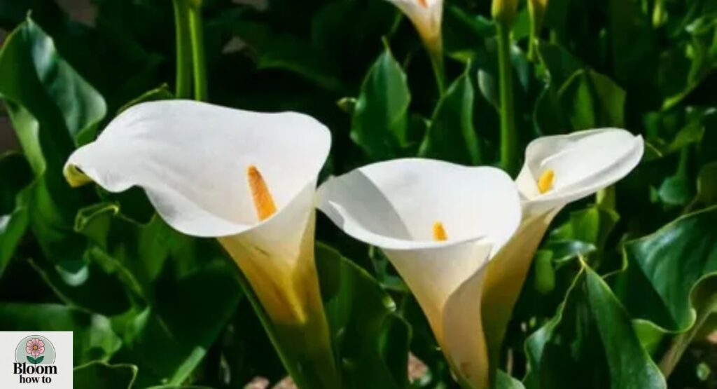 Calla Lily (Zantedeschia) 