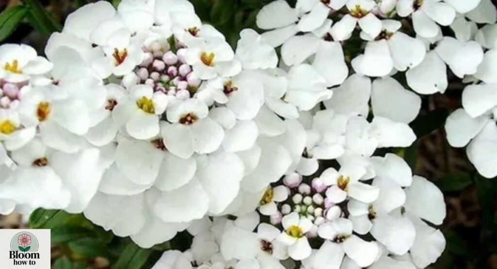 Candytuft (Iberis sempervirens)