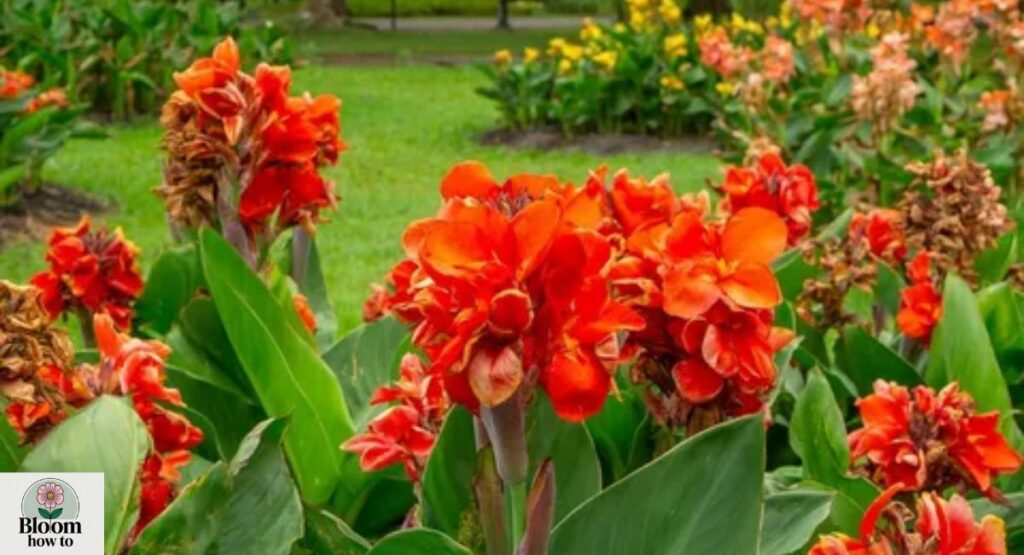 Canna Lily (Canna indica)