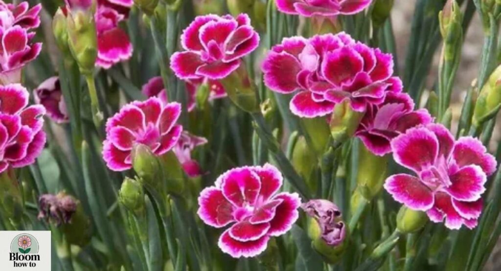 Carnation (Dianthus caryophyllus) 