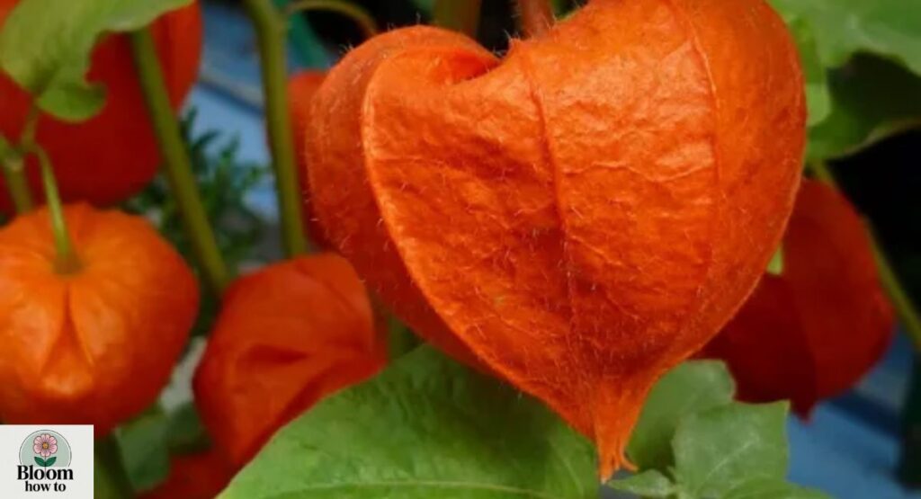 Chinese Lantern (Physalis alkekengi)