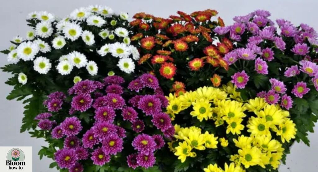 Chrysanthemum (Chrysanthemum spp.) 