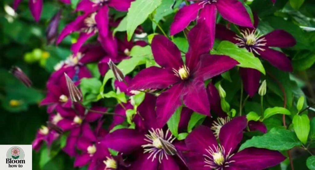 Clematis (Clematis spp.)
