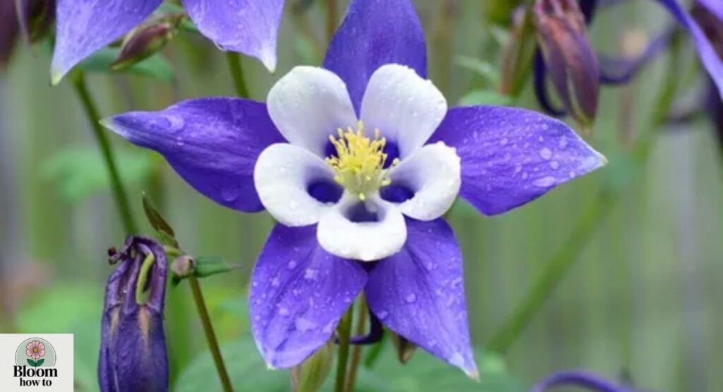 Columbine (Aquilegia) 