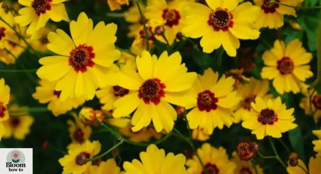 Coreopsis (Coreopsis spp.)
