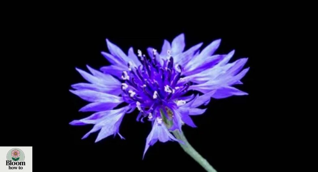 Cornflower (Centaurea cyanus) 