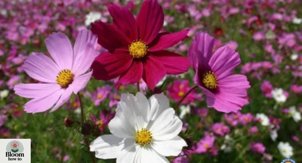Cosmos (Cosmos bipinnatus) 