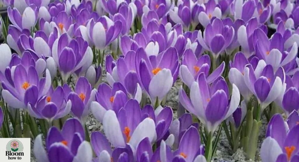 Crocus (Crocus spp.) 