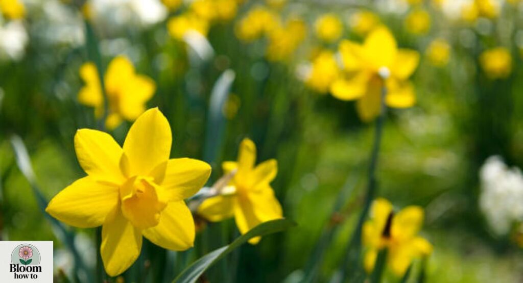 Daffodil 