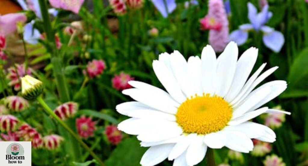 Daisy 