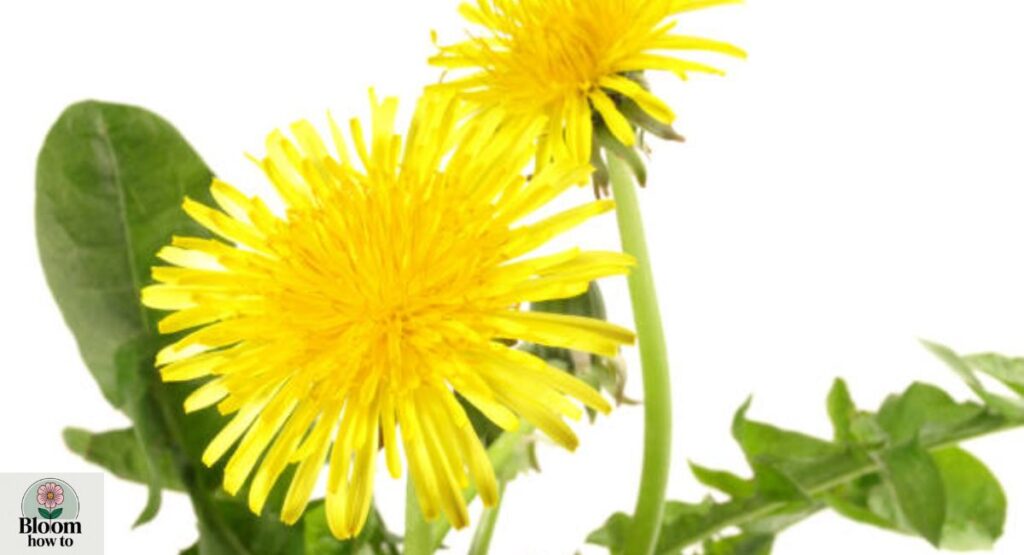 Dandelion 