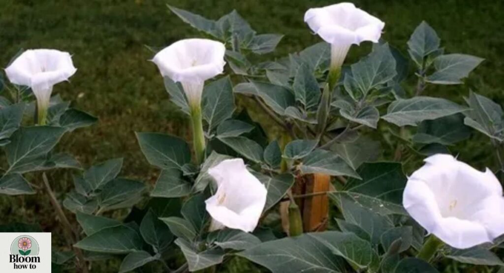 Datura 