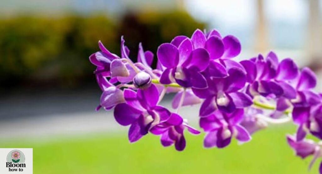 Dendrobium 