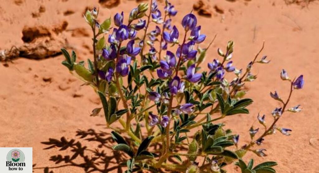 Desert Horse Purselane 