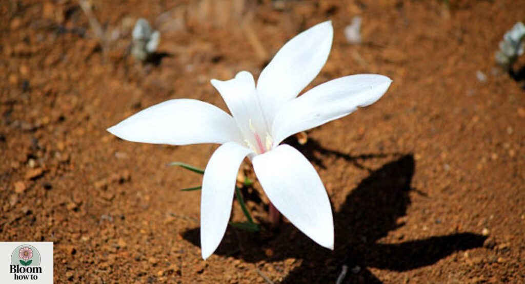 Desert Lily 