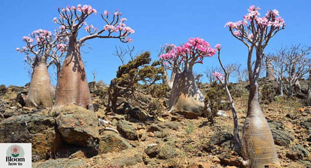 Desert Rose 