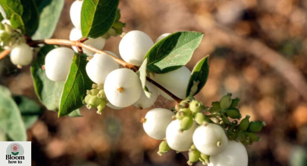 Desert Snowberry 