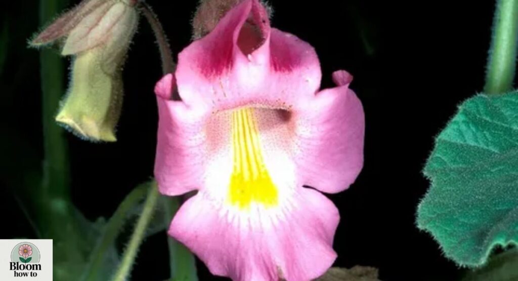 Devil’s Claw (Proboscidea louisianica) 