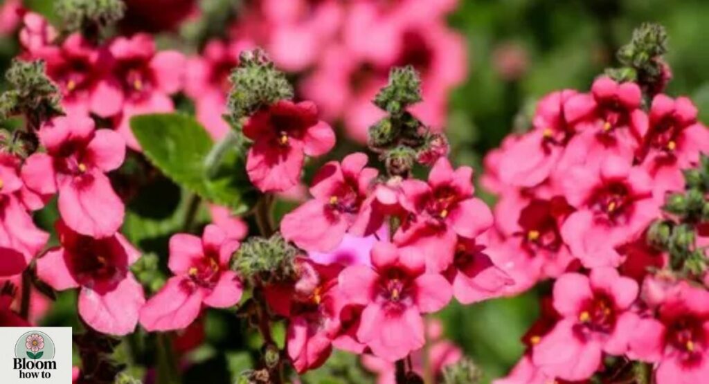 Diascia 