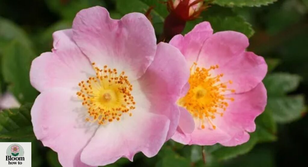 Dog Rose