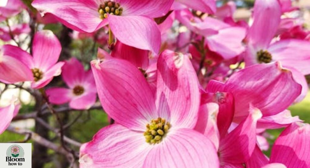 Dogwood