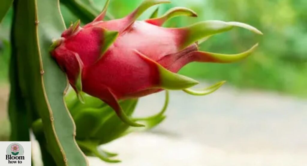 Dragon Fruit Flower (Hylocereus undatus) 