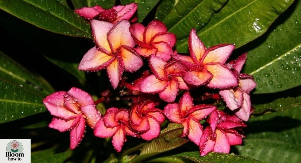 Dragon Root 